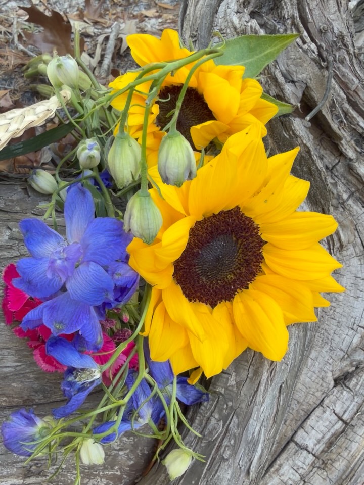 Close nature study of sunflowers by Tina Cozart